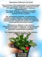 Ромашка Арктический снег нивяник