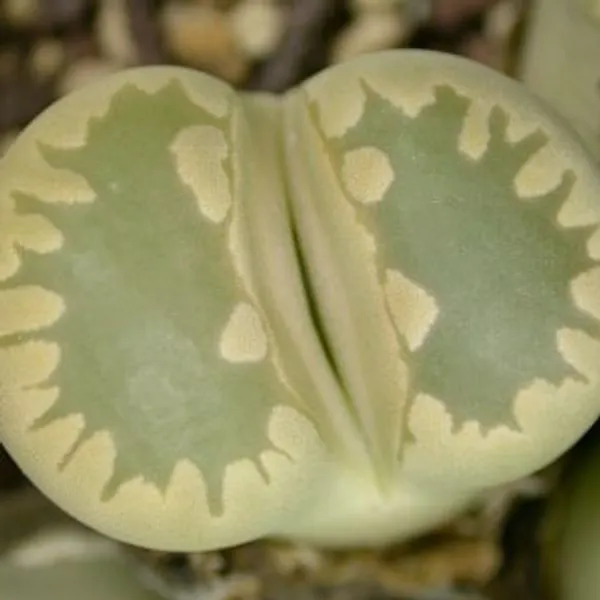 Литопс (C280 Lithops otzeniana) живые камни семена