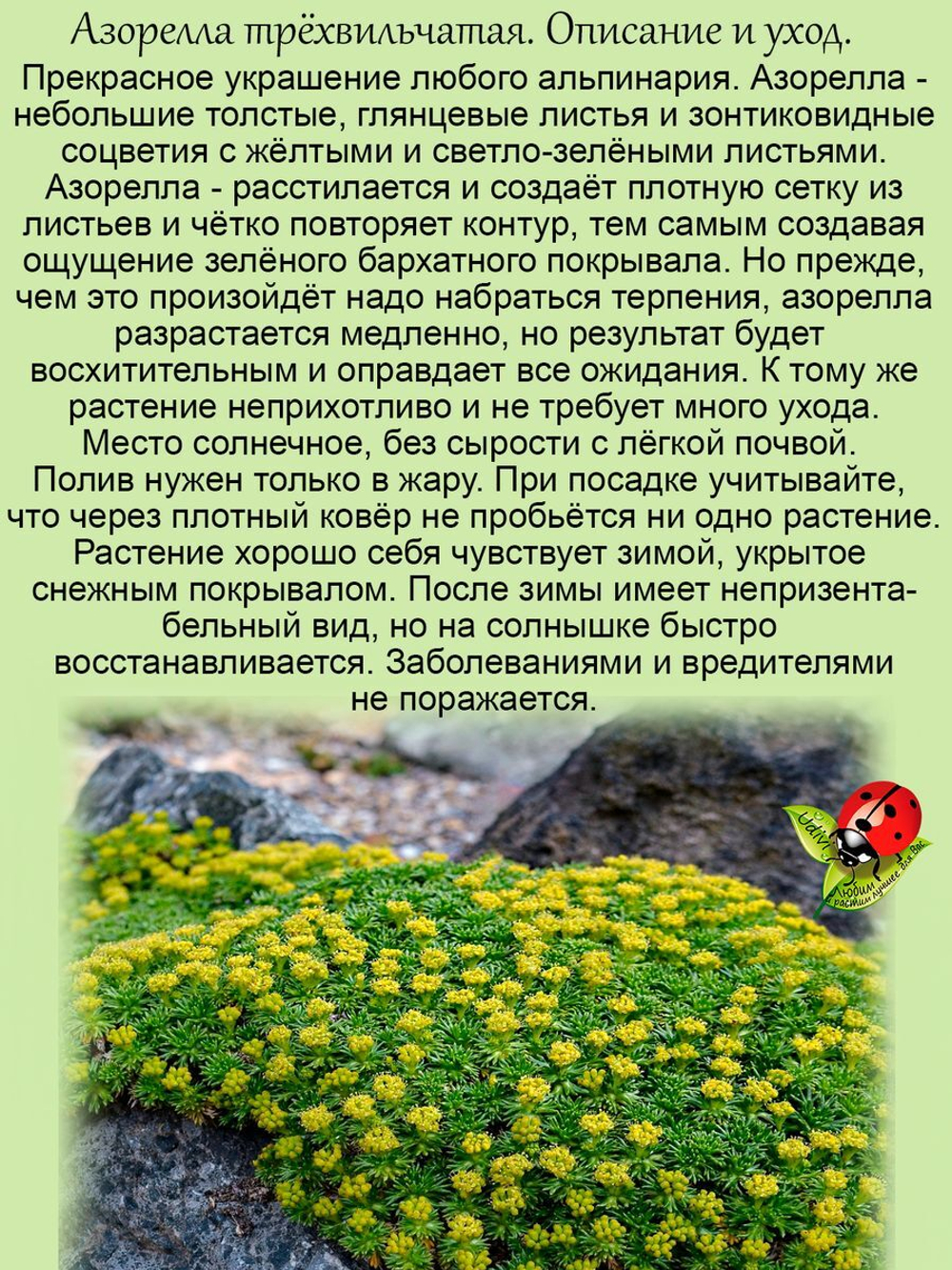 Азорелла трёхвильчатая бархатное покрывало