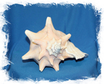 Lobatus gigas