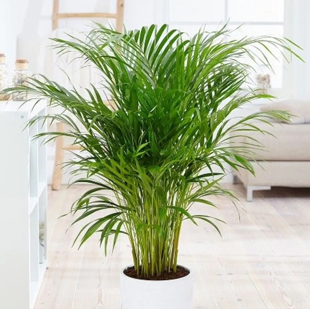 Дипсис желтоватый (Dypsis lutescens) семена 2 шт