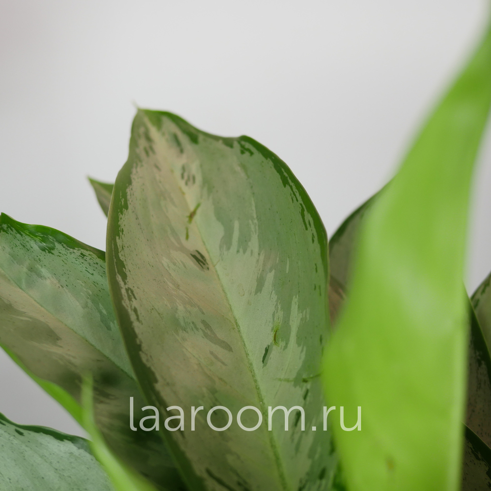 Аглонема Сильверэдо 14/40