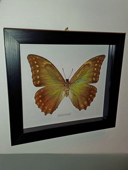 Бабочка Morpho hercules самка в рамке