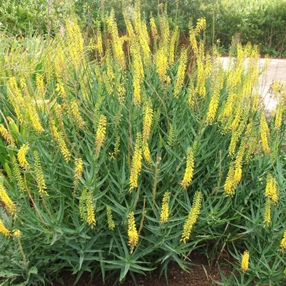 Алоэ Тонкое (Aloe tenuior) семена 3 шт