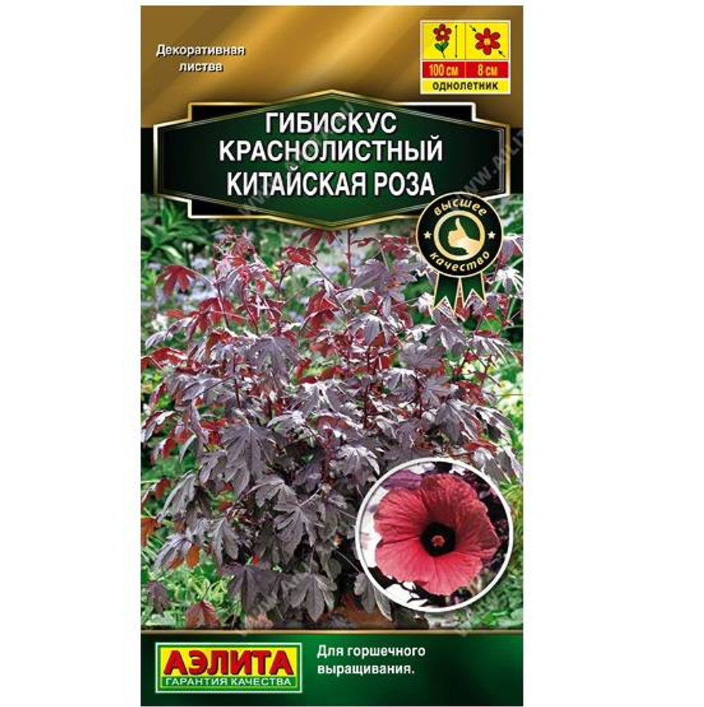 Гибискус Китайская роза краснолистный – АЭЛИТА 36.52 8001