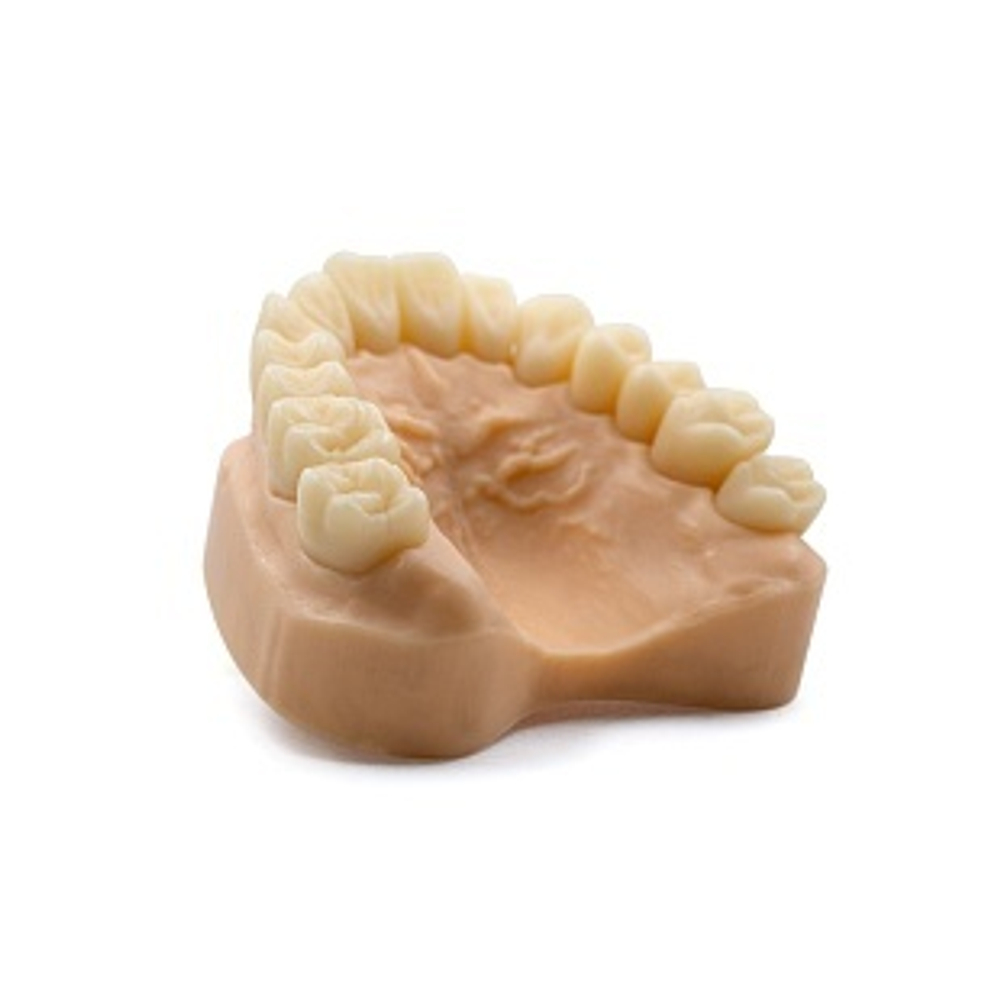 Dental Model Beige