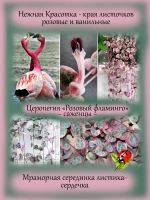 Церопегия Розовый Фламинго вариегатная