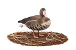 Белолобый гусь Duck Mania "ALFA" ЖИВОЕ ПЕРО мод. ALFA6B-DM-UV