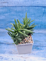 Opuntia Subulata cristata
