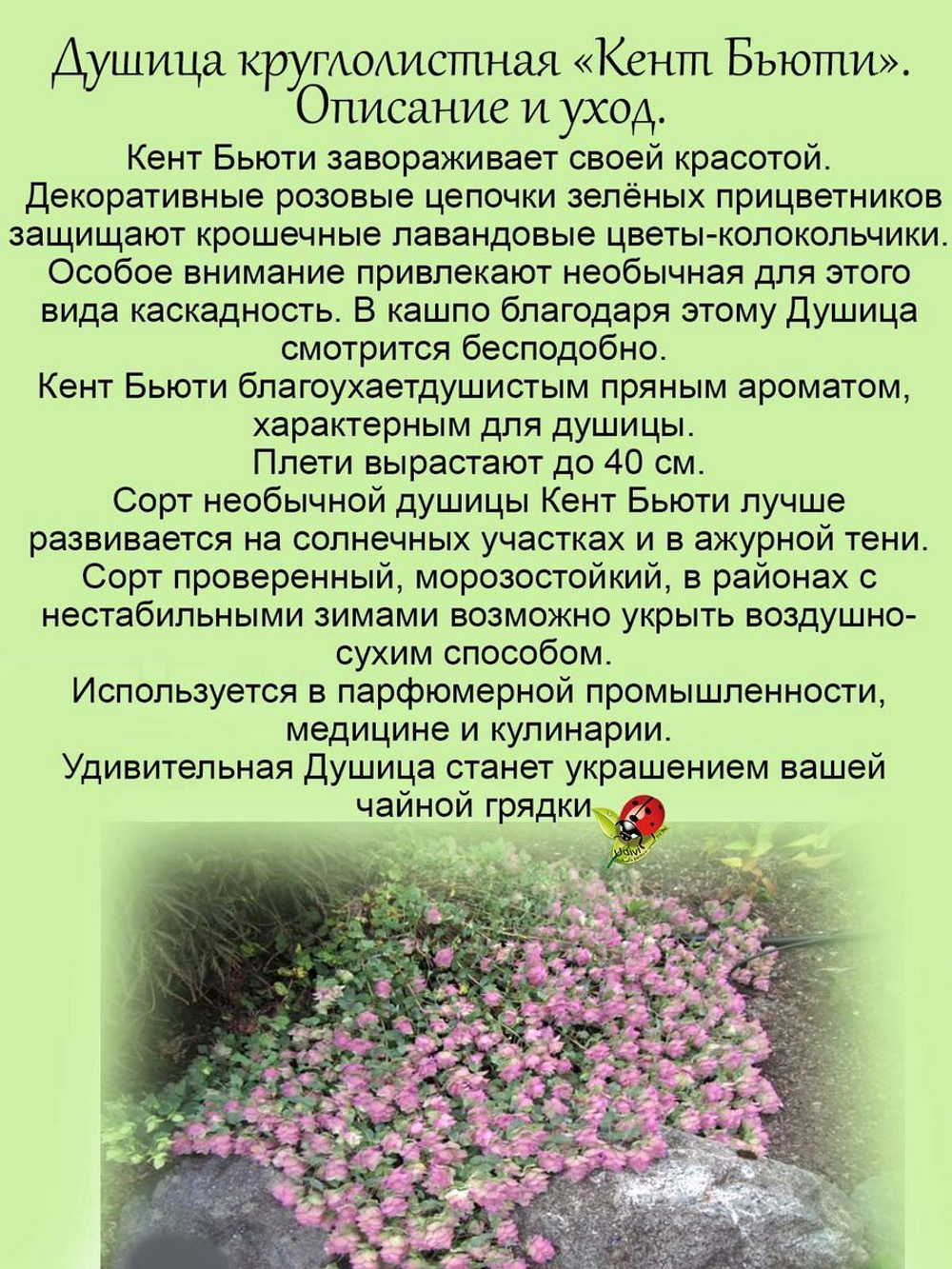 Душица Кент Бьюти ампельная пряность орегано