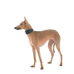Ошейник DOGLEA LUXURY черный/бежевый