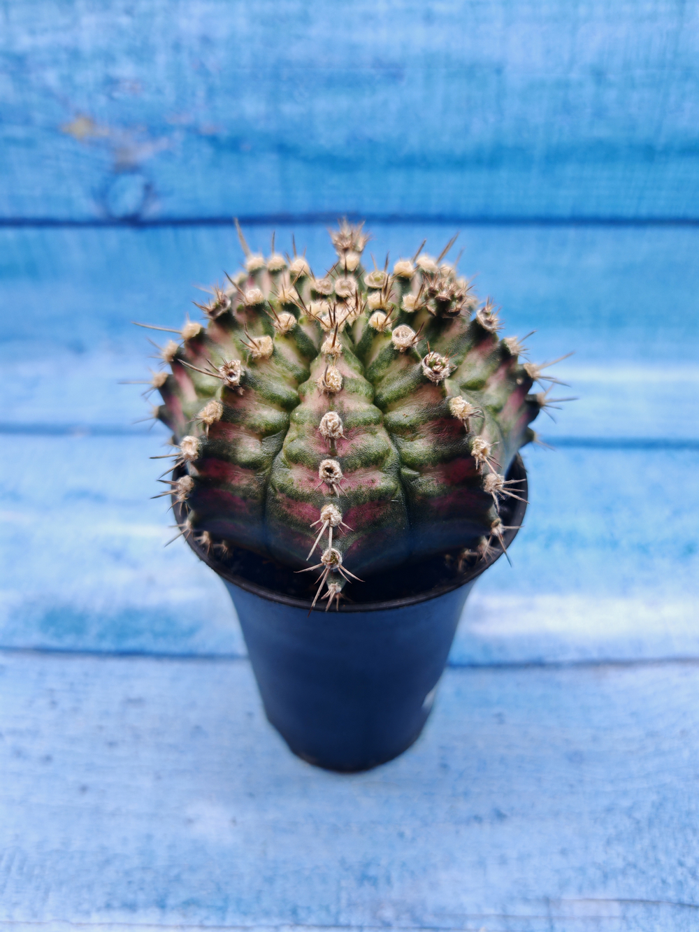 Gymnocalycium T-Rex Pink hybride (Гимнокалициум T-rex)