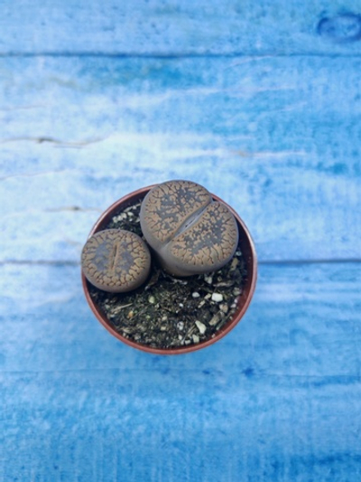 Lithops sp. (Литопсы)