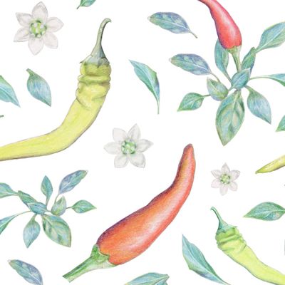 Перец чили, листья и цветы
