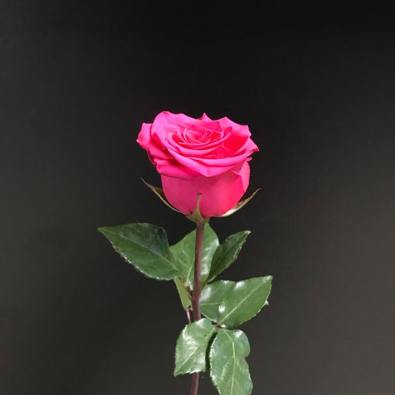 Роза сорт V. I. Pink, плантация Tessa