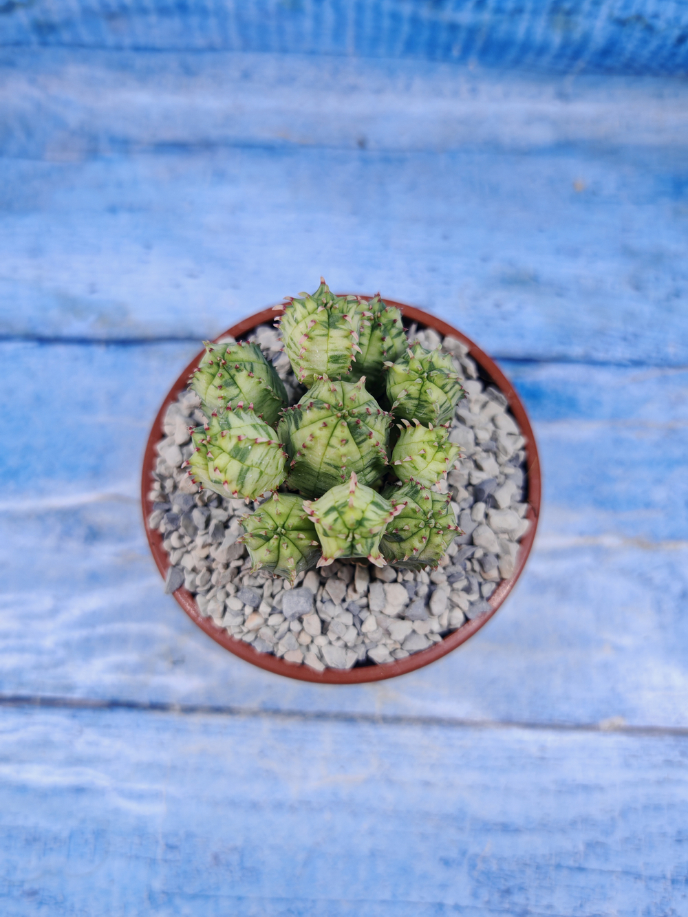 Euphorbia Pseudoglobosa variagate (Эуфорбия)