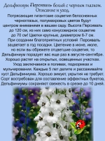 Дельфиниум Персиваль белый Percival