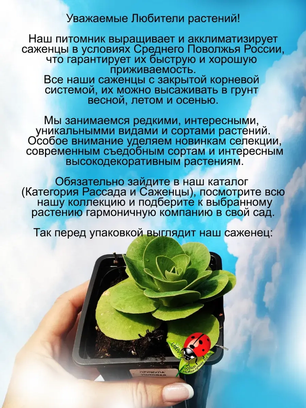 Примула ушковая Пегасус первоцвет
