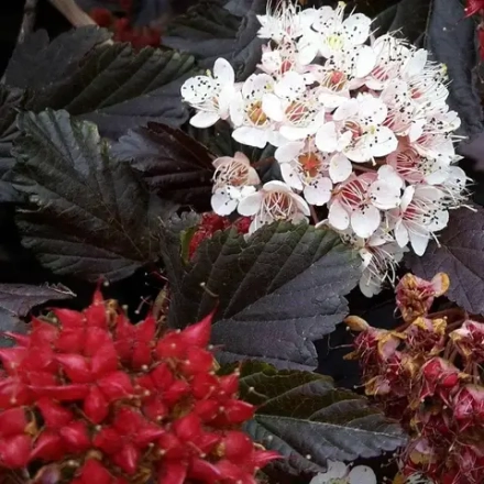 Пузыреплодник калинолистный "Red Baron"