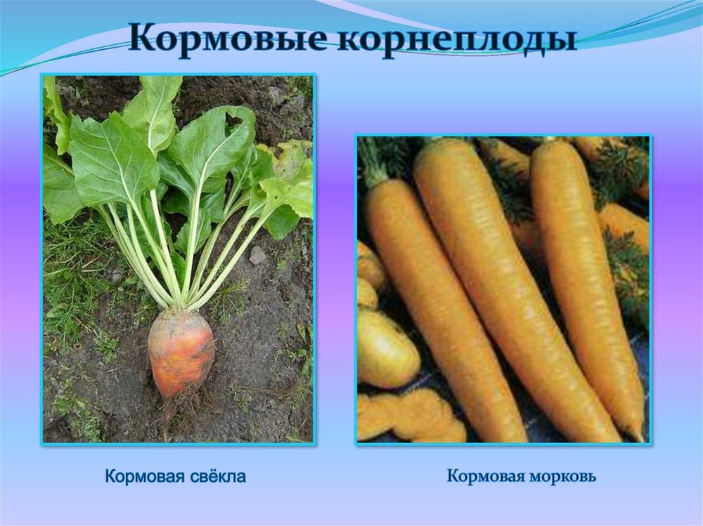 Гербарий Кормовые растения — купить по ФГОС | Учебный стандарт