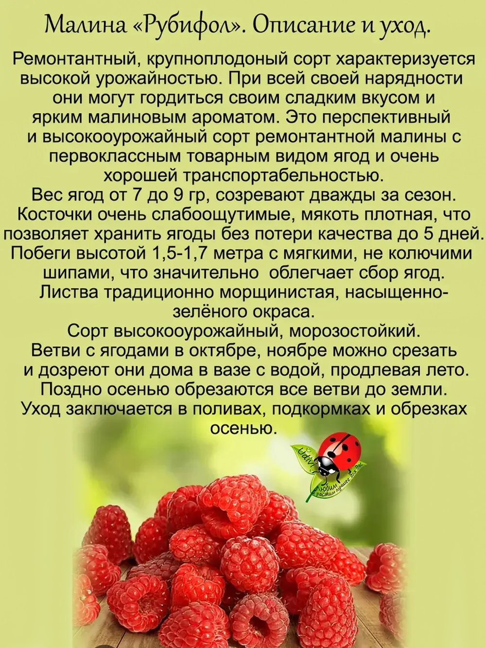Малина Рубифол ремонтантная красная