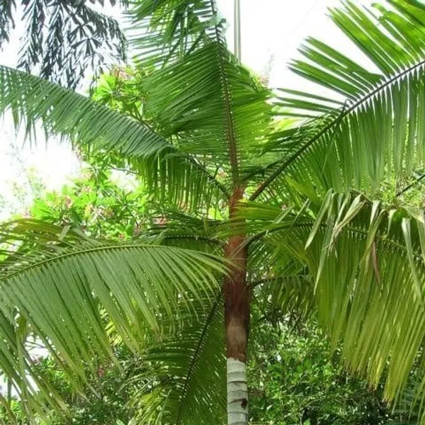 Пальма Dypsis leptocheilos семена 3 шт