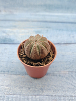 Euphoria Obesa (Эуфорбия)