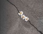 Ariana Grande / Petal (CD)