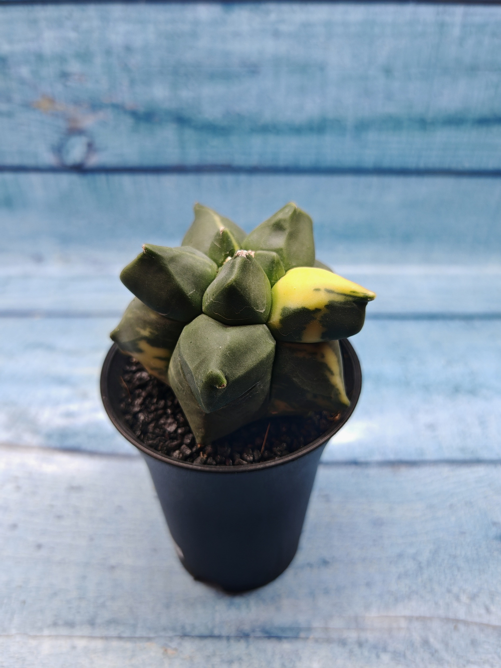 Astrophytum Myriostigma variagate (Астрофитум вариегатный)