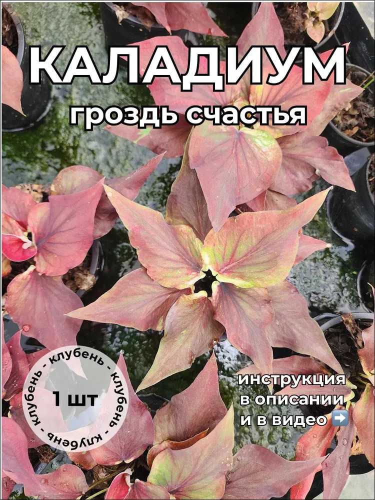 Каладиум Гроздь счастья клубень