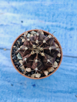 Gymnocalycium Friedrichii (Гимнокалициум)