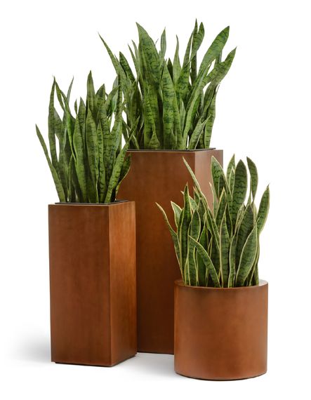 Кашпо TREEZ Effectory - серия Corten Steel - Высокий куб - Кортеновская сталь - Бархатистая окись