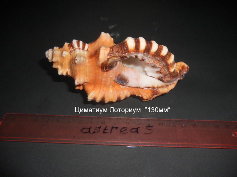 Циматиум Лоториум "120-130мм"