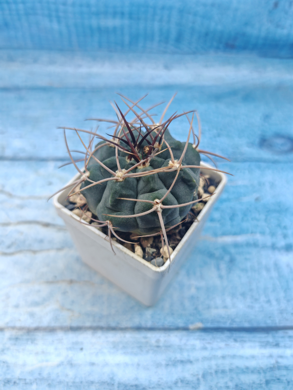 Gymnocalycium Cardenasianum (Гимнокалициум)