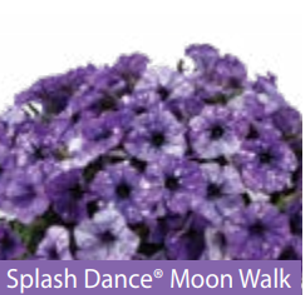 ЕВРО Петуния SPLASH DANCE Moon Walk ЕВРО укорененный черенок ФЕВРАЛЬ поставка 16