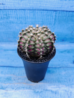 Gymnocalycium T-Rex Pink hybride (Гимнокалициум T-rex)