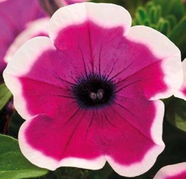 32539 Петуния FORTADO VIOLET BICOLOR-ГОРШОК 0.5 Л (Р9)