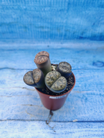Lithops sp. (Литопсы)