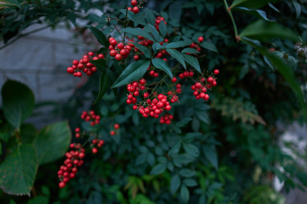 Объектив Sigma 15mm f/1.4 DC Contemporary Sony E