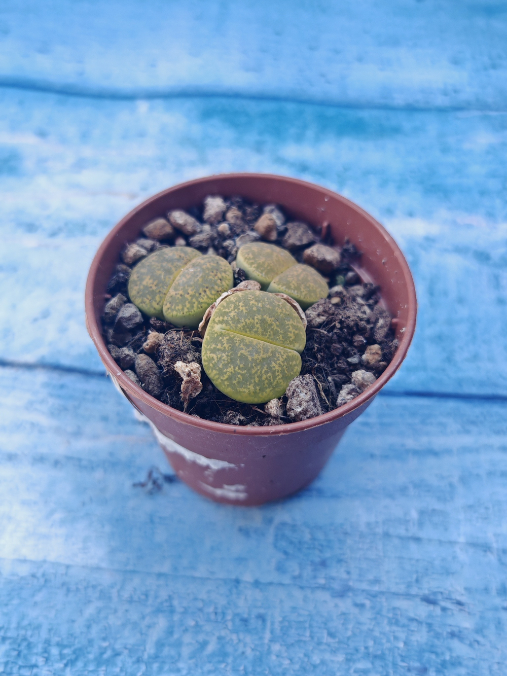 Lithops sp. (Литопсы)