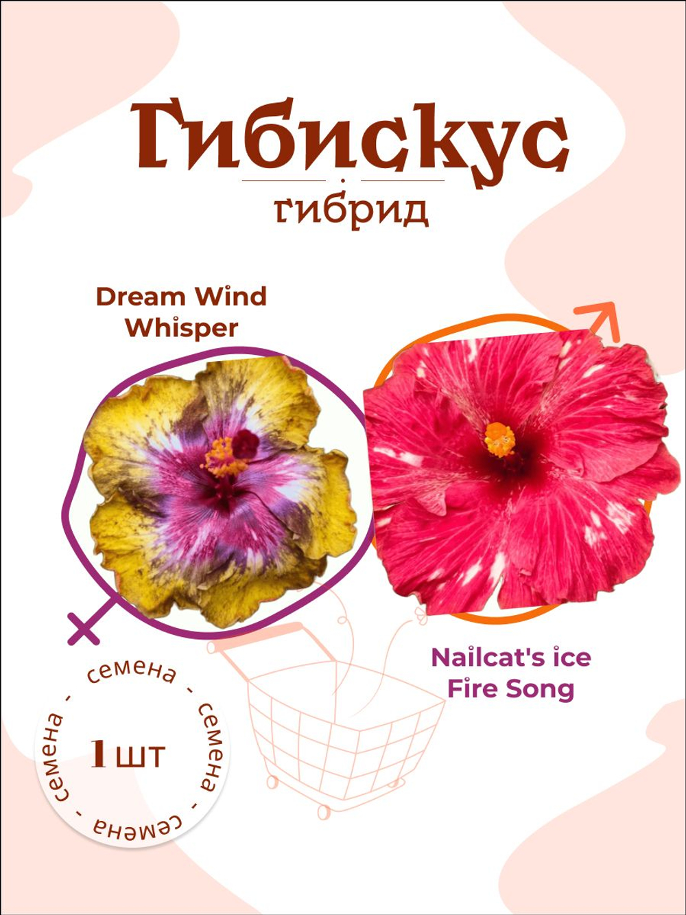 Гибискус Dream Wind Whisper x Nailcat's ice Fire Song семена 1 штука
