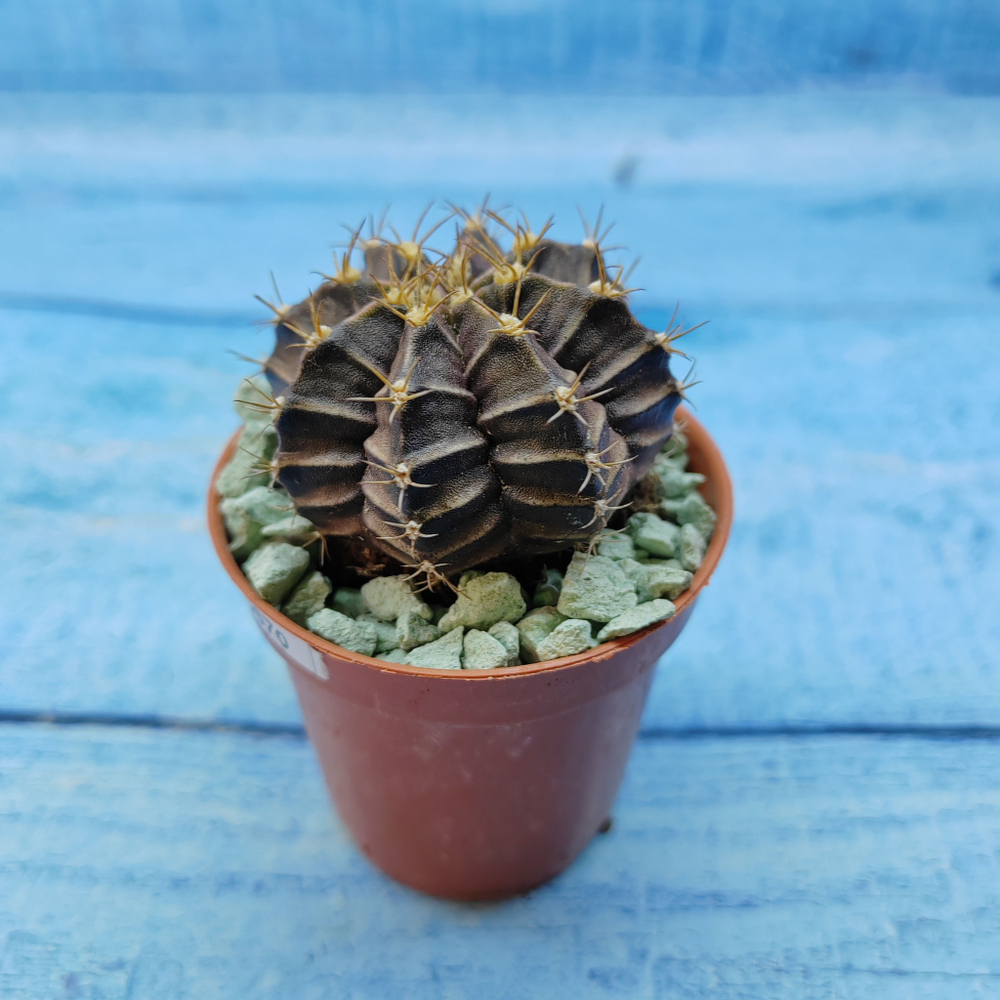 Gymnocalycium Friedrichii (Гимнокалициум)