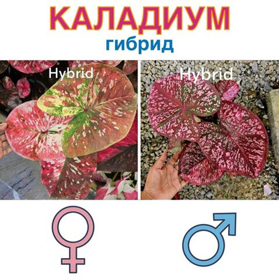 Каладиум Гибрид x Гибрид семена 5 штук