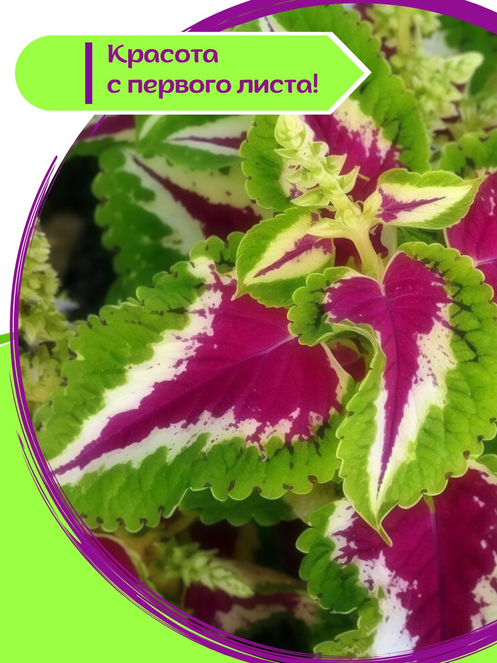 Колеус многолетний семена, красный Визард Скарлет + торфяные таблетки Jiffy в подарок, 5 шт
