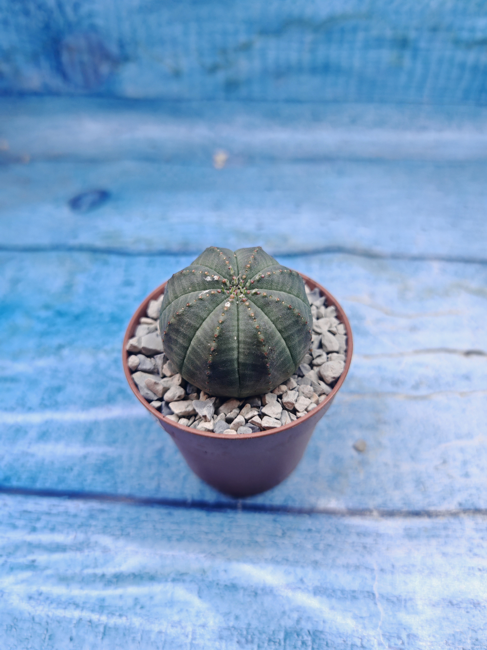 Euphoria Obesa (Эуфорбия)