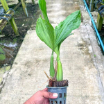 Орхидея COELOGYNE ROCHUSSENII (Н75)