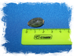 Ципрея бимакулата (Cypraea bimaculata)