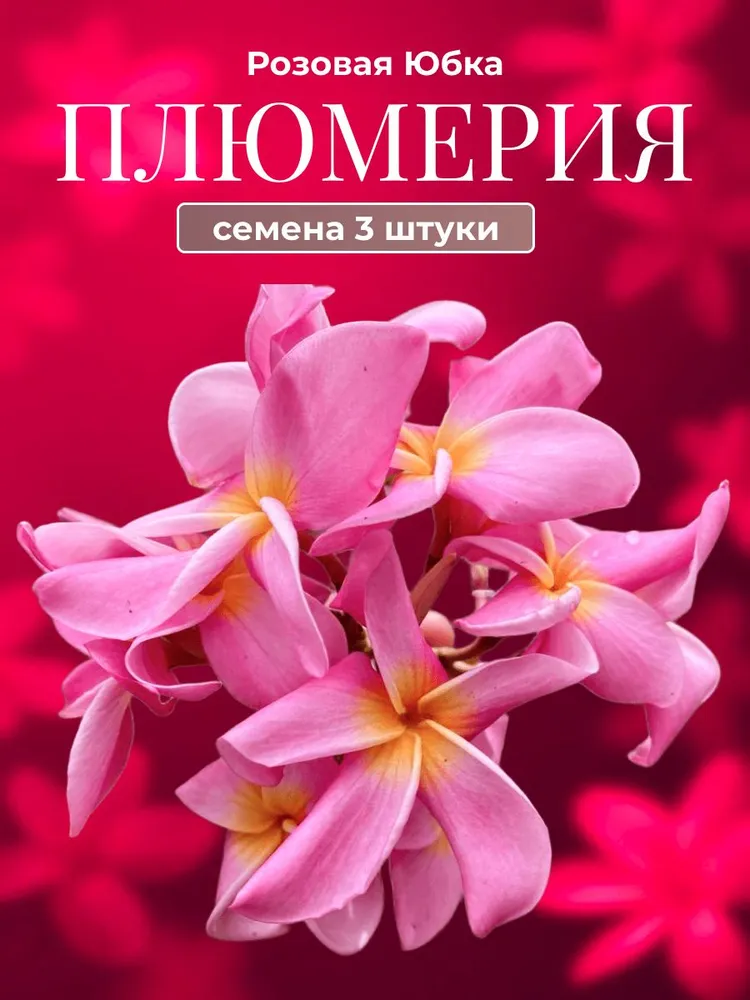 Плюмерия сортовая — семена, 3 шт.