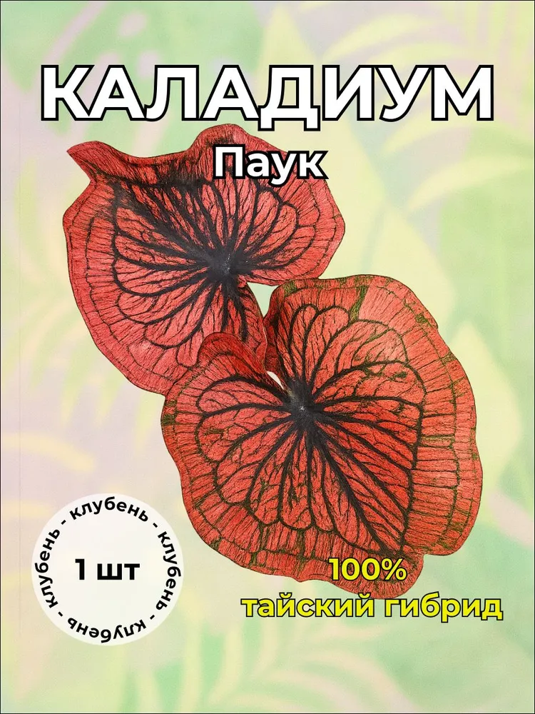 Каладиум "Паук" клубень