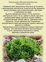Камнеломка Инкрустированная вечнозелёная многолетняя